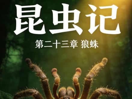 《昆虫记》第二十三章—狼蛛#认识昆虫