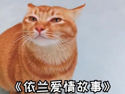 包子:老妹儿啊,你等会儿啊,咱俩破个闷儿啊~#会唱歌的猫 #依兰爱情故事 #萌宠新春出道 @DOU+小助手