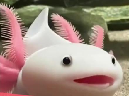 如何养殖六角恐龙#观赏鱼#养鱼日记