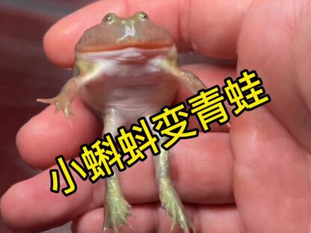 小丑蛙蝌蚪的美丽蜕变…咱们两米大缸养啥呢?#奇异动物召集令