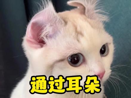 通过耳朵判断猫咪的心情#猫咪耳朵 #猫咪心情 #宠物知识 #科学养宠 #猫咪