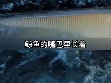 鲸鱼没有牙齿,它们用这个代替 #涨知识
