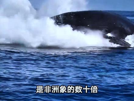 科普12种难得一见的稀奇动物,你认识几种? #动物科普 #难得一见 #鸿运当头 #动物趣事 #涨知识