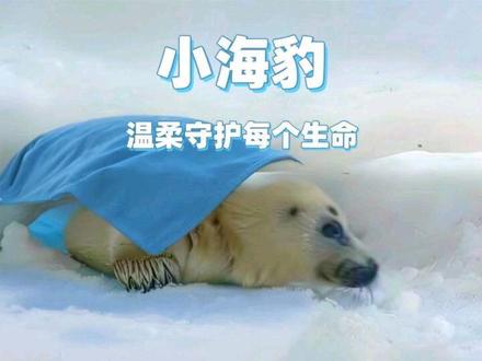 小海豹裹着蓝布安静趴着,小小的身体藏着大大的生命力呢~🐾温柔的守护不分物种,每个生命都值得被善待呀~❤️这或许是自然隐藏的语法。#海豹 #动物感人故事 #创作者中心 #创作灵感