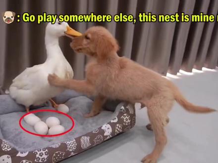 还记得抢鸭蛋的金毛吗?它真当妈了#萌宠日常记录 #萌宠出道计划