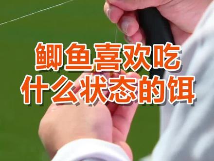 #鱼乐无限 第32期 4.鲫鱼喜欢吃什么状态的饵 #钓鱼那些事 #dou出新知