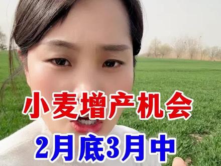 小麦接下来一定注意了,2月底3月中,小麦一定用上金赞不倒翁,高产不倒伏#小麦种植#硅肥 #金赞不倒翁 #小麦抗倒伏 #分享农业知识帮农民增产增收