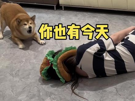 当我假装晕倒 我家狗的反应 每一个都在我意料之外 尤其陈八方