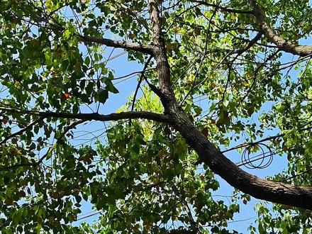 老家的大香樟树换叶子啦→超帅气的〔猎鹰战机〕仿真纸飞机教程来啦#真实生活分享计划 #纸飞机 #折纸 #vlog十亿流量扶持计划