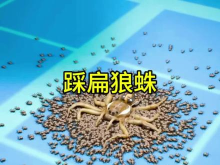 为什么不要踩扁蜘蛛,狼蛛幼崽!#科普一下