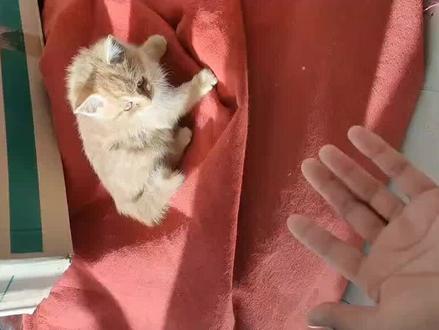 这小猫谁养谁迷糊#大黄与小黄的故事 #我与流浪猫