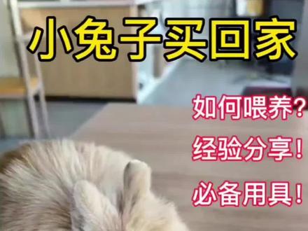 科学养兔全攻略#兔子#新手养兔#新手养宠#科学养兔