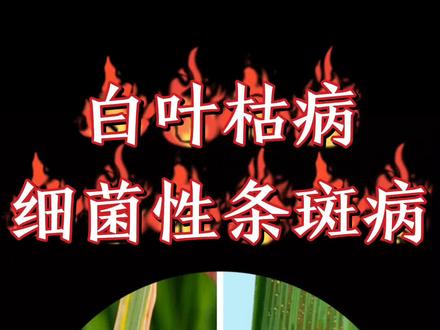 水稻分蘖末期注重防治白叶枯病及细菌性条斑病#三农 #水稻 #新农村计划2022 #抖音助农