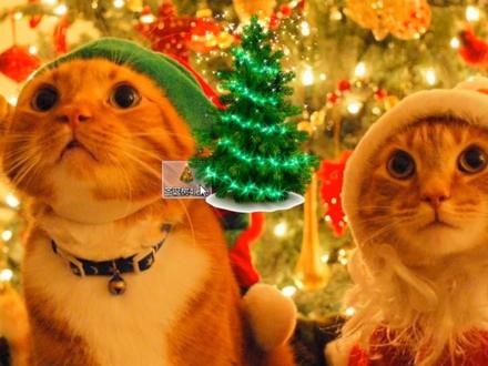 全网最火的圣诞树代码合集#Python