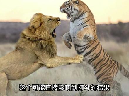 老虎VS狮子(2/3):狮子上去真是威威霸气啊!@DOU+小助手 #野生动物 #雄狮 #老虎🐯