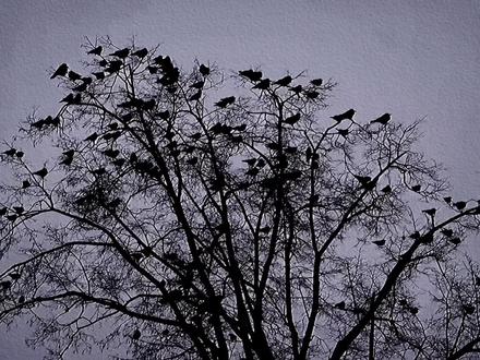 “ 感时花溅泪 恨别鸟惊心 ”