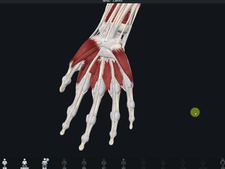 手肌:小鱼际肌 #运动解剖 #解剖学 #医学生 #中医 #康复 #手足外科 #理疗