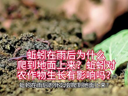 蚯蚓在雨后为什么爬到地面上来?蚯蚓对农作物生长有影响吗?