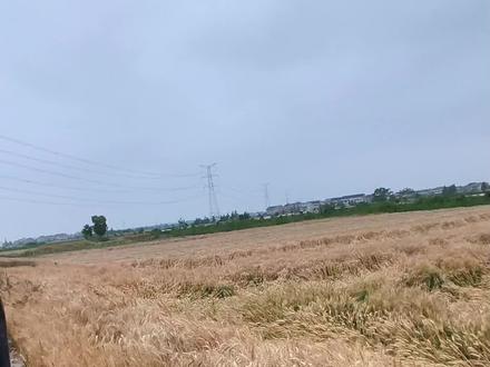 猛倒一号 还得是你 #麦子熟了又是一个丰收的季节 #田间地头看麦子 #麦子熟了 #麦子倒了