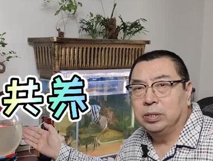 #鱼花共养 #螯合铁 是否能解决#发财树 的黄叶问题