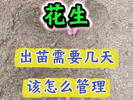 花生出苗需要几天该怎么管理#花生 #花生种植 #花生米 #种花生