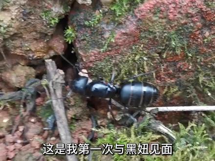 这只巨型黑蚂蚁,看了我的手指一会,它还是跑开了! #大自然 #蚂蚁 #蚁后