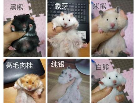 #仓鼠 仓鼠品种大全#鼠鼠我呀 #养鼠日常分享