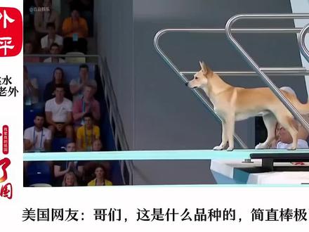 中国AI动物跳水火爆外网,老外开始期待奥运会了,想送宠物去参加