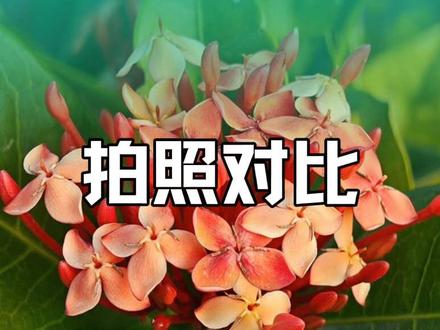 红米K90Pro Max 荣耀wln 华为mate70air三款手机拍照对比,价位差不多的同时到底拍照谁更好,一对比一目了然 #k90promax #荣耀wln #华为mate70air#拍照对比评测