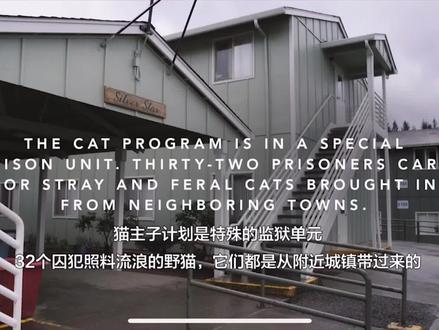 ##拯救不开心 #硬汉 监狱猫咪之“只要不缝针就很感激了”