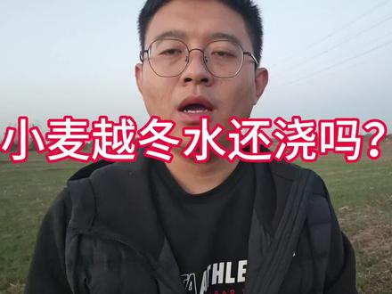 今年小麦播种晚,越冬水还能浇吗?什么时候可以浇?