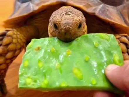 家里这六种食物,龟龟做梦都想让你喂它吃#乌龟 #龟龟🐢 #养龟日常 #养龟 #养龟人