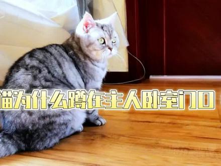 主人睡觉时,猫会默默跑到卧室门口,那猫为什么蹲在主人卧室门口 #养猫 #喵主子 #猫咪成长记 #猫精