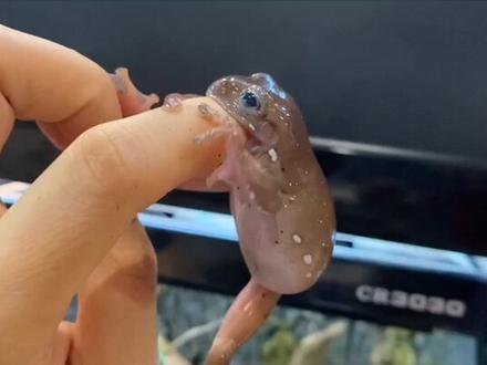 姥爷树蛙介绍篇~你看它多温和#广州 #宠物 #爬宠 #姥爷树蛙