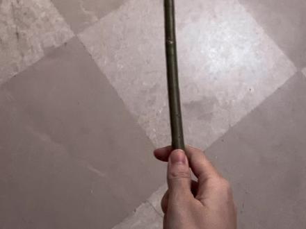 捡来的非常优秀的小木棍!明天拍小竹棍,是我童年捡到就会爱不释手的棍子了,我要让方圆十里寸草不生!#是时候露一手了 #沙雕日常