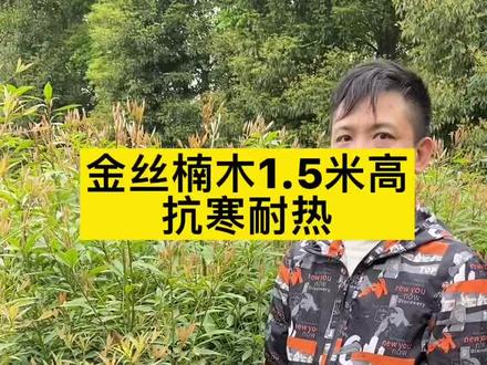 金丝楠木树苗高度接近1.8米,抗寒耐热,南方和北方大部分地区均可种植#金丝楠 #金丝楠木树苗 #三农