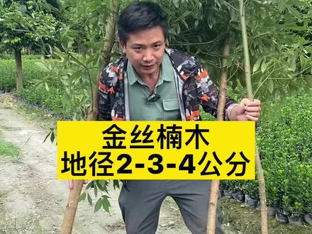 金丝楠木树苗偏北方地区要种大一点的#金丝楠木树苗 #金丝楠 #三农