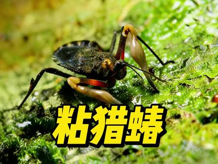 带两个粘手套捕捉猎物的昆虫#猎蝽 #粘猎蝽 #昆虫 #微观世界 #神奇的大自然