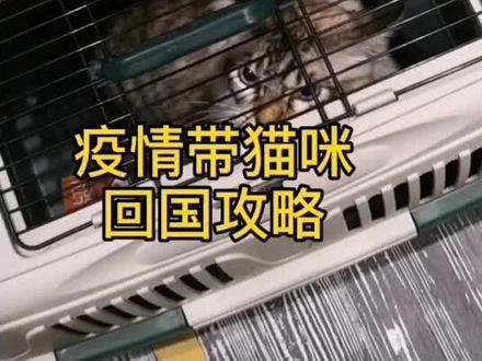#疫情带宠物回国攻略#跨境宠物回国#马来西亚带宠物攻略 疫情期间带猫咪回国攻略,后续更新~#猫咪坐飞机