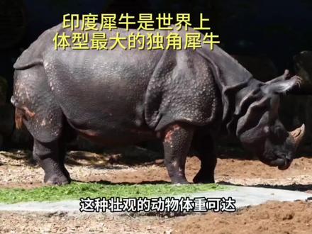 印度犀牛 是世界上体型最大的独角犀牛#犀牛 #野生动物