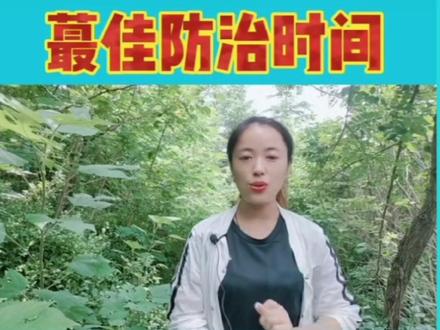 桃树食心虫防治#病虫害防治 #果树种植技术交流 #知识分享 #鹰嘴桃种植管理技术#抖音助农