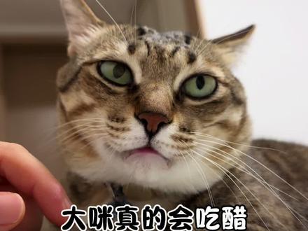 大咪真的会吃醋。。。。。