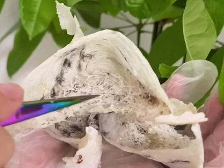 每一个视频都很用心的拍摄!让大家更简单易懂的了解燕窝!#燕窝 #热门