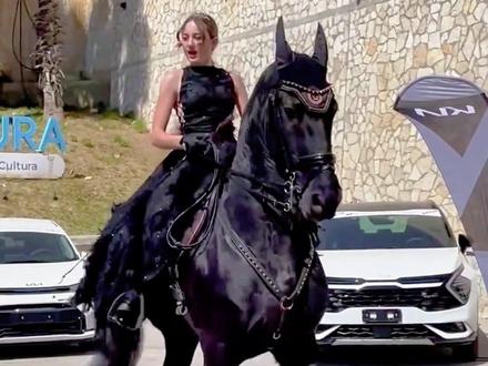 带你认识不同价格段位的马种,你最喜欢哪一种? #马 #动物