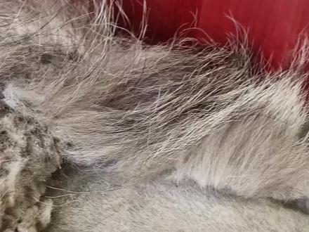 狗狗剃毛教程~ 你学废了吗?