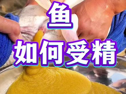 鱼是如何受精?成了小水花的#鱼苗孵化#鱼苗#鱼苗批发#养鱼#放生