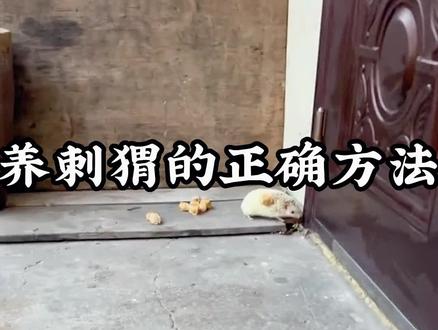 养刺猬的正确方法#养刺猬日常 #萌宠出道计划 #刺猬🦔 @抖音小助手 @DOU+小助手