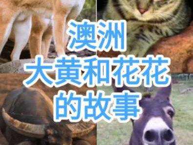 澳洲野狗野猫背后的故事,你醒了吗?#中华田园犬 #狸花猫 #土狗 #万万没想到 #加入创作者计划