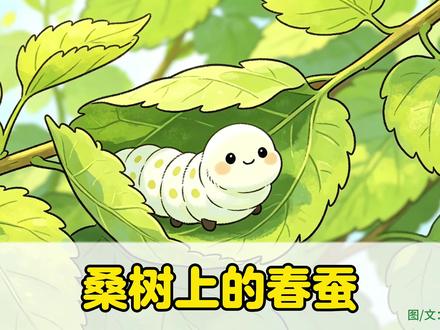 《桑树上的春蚕》,蚕宝宝的一生 原创绘本,从蚕卵/一龄蚕(蚁蚕)/二龄蚕/三龄蚕/四龄蚕/五龄蚕/吐丝结茧/变蚕蛹/成蝶/产卵/新的生命诞生,通过有趣可爱的画面和内容,给小朋友讲述蚕宝宝和桑树桑叶还有蚕宝宝的一生。
📖推荐年龄:3—6岁(小学低年级养蚕的小同学)
🌟绘本简介:蚕宝宝在桑树上吃喝玩睡,长身体。春蚕的一生很短暂,但充满各种神奇的变化,蜕皮换新衣,吐丝结茧。
在养蚕的季节,我们先一起来了解蚕宝宝的生长。
原创绘本,禁止搬运/二改/抄袭
#有声绘本 #蚕宝宝 #养蚕日记 #绘本 #儿童睡前故事