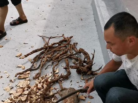 阿土野钓:去往深山老林挖猕猴桃的根,拿回炖猪脚汤